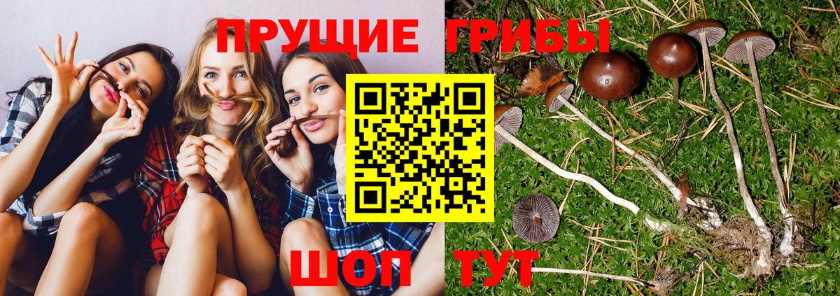 Истра  Псилоцибиновые грибы прущие грибы  Вход с VPN 